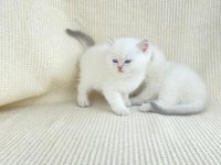British shorthair kardeşler