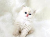british longhair 2.5 aylık
