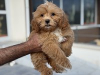 Petmode köpek çiftliğinde ziyarete açık maltipoo