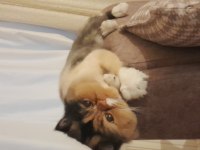 Acil 1.5 yaşında dişi calico persian doğum yaptı longhair