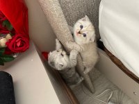 2 aylık british shorthair yavrular yeni yuvalarını arıyor