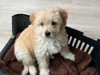 2 aylık yavru maltipoo sahiplendirme