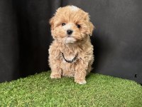 Maltipoo ruhsatlı çiftlikten garantili yavrular