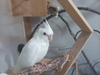 Albino Kırmızı Göz 2,5 Aylık Sultan Papağanı