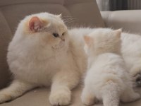 Medium longhair british kaliteli yavrular