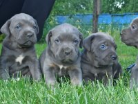 CANE CORSO YAVRULARI MÜKEMMEL ARAYANLARA