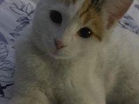 1 yaşında Dişi Beyaz Tekir Kedicik