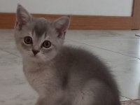 Oyuncu british kedim