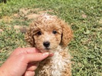 Mini Boy Erkek Maltipoo