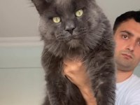 XXXL YENİ NESİL ŞAMPİYONLAR (Polydactly ve Standart)