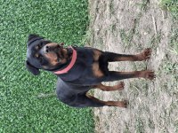 Genç dişi rottweiler
