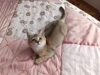 Golden British Shorthair