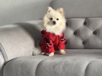 0 numara pomeranian dişi yetişkin