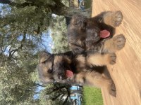 Üst Düzey Alman Çoban Köpeği Yavrular