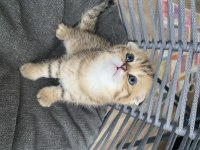 BLACK GOLDEN TABBY SCOTTİSH FOLD