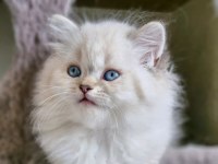 2 Ay Erkek British Longhair Lynx Point