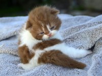 Scottish Fold Yavrularımız Evinizin Neşesi Olacaktır