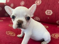 Sağlıklı Irk Garantili French Bulldog Yavrular