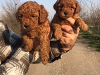 TATLI TOY POODLE YAVRULARI