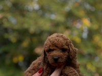 Sağlıklı Aşılı Toypoodle 