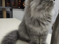 Dişi british longhair
