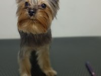 İstanbul Beylikdüzü Yorkshire Terrier