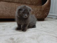 4 aylık scottish fold yavrumuz