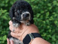 Çikolata Poodle ve siyah inciler