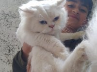 Paşamız sahiplendirilecektir