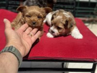 Çok özel tea cup morkie yavrularımız