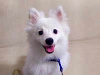 Pomeranian Tilki Surat