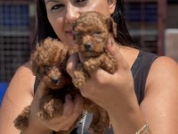Ufacık kore poodle yavrularım