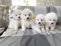 Kar beyaz samoyed yavrularım