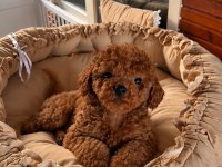 Toypoodle Redbrown Yavrular Kore Kan 