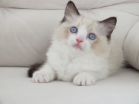 Full şecereli ragdoll yavruları