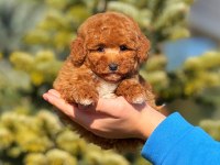 2.5 aylık yavru erkek poodle köpeğimiz