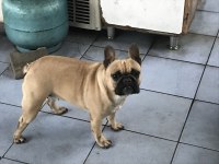 Anneli kızlı french bulldog