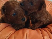 Aşılı Pasaportlu Toy Poodle Köpekler