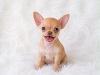WC eğitimli cep boy chihuahua