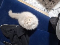 Acil ücretsiz sahiplendirme kedimiz