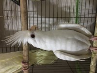 Albino sultan papağanı
