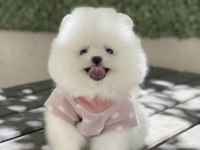 Pomeranian Boo Yavru