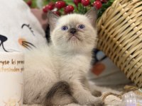 Çikolata point british shorthair