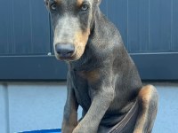 Blue erkek üst düzey anne baba doberman yavrusu