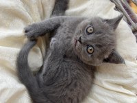BRİTİSH SHORTHAİR KEDİMİZ