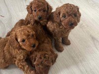 Red Brown Toy Poodle Yavrular