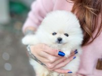 Boncuk Gözlü Pomeranian Boo Yavrusu