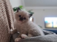 Safkan ragdoll yavrular