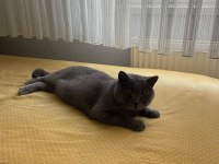 SAHİPLENDİRİLİCEK 4 YAŞINDA KISIR ERKEK KEDİMİZ