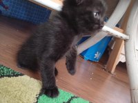 DÜNYA TATLISI YAVRU KEDİMİZ YENİ SAHİBİNİ ARIYOR